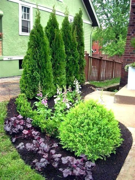 small evergreen tree for front garden - Google Search | Privacy landscaping, Landscaping trees ...