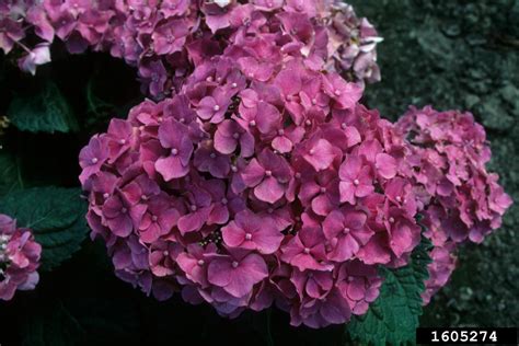 bigleaf hydrangea (Hydrangea macrophylla)