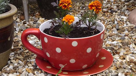 This cup and saucer planter adds some colour and fun to the garden. | Planters, Garden, Cup and ...