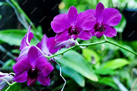 Premium Photo | Bunga anggrek larat orchid flower with purple petals grows in the garden with ...