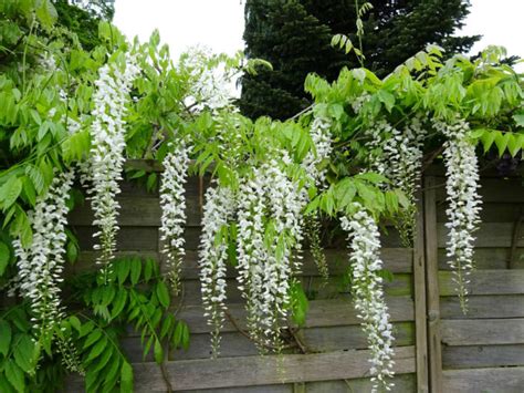 Wisteria sinensis 'Alba' (Chinese Wisteria) - World of Flowering Plants