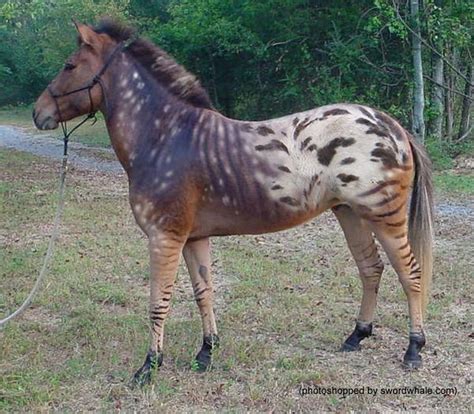 Zebra Horse Hybrid