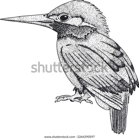 Kingfisher Vector Sketch Hand Drawn Bird Stock Vector (Royalty Free ...