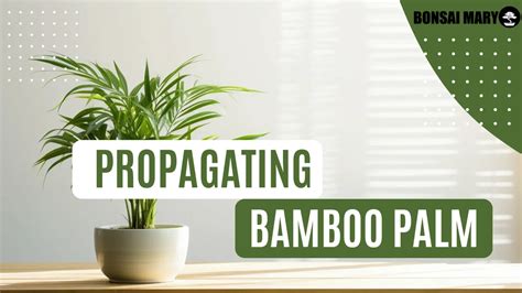 Bamboo Palm Propagation: Easy Step-by-Step Guide