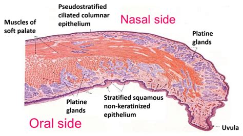 Palate , Parts, Muscles, Blood and Nerve supply , Anatomy QA