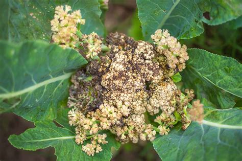 How To Identify And Treat Common Cauliflower Diseases Gardener S Path | gardenerpath