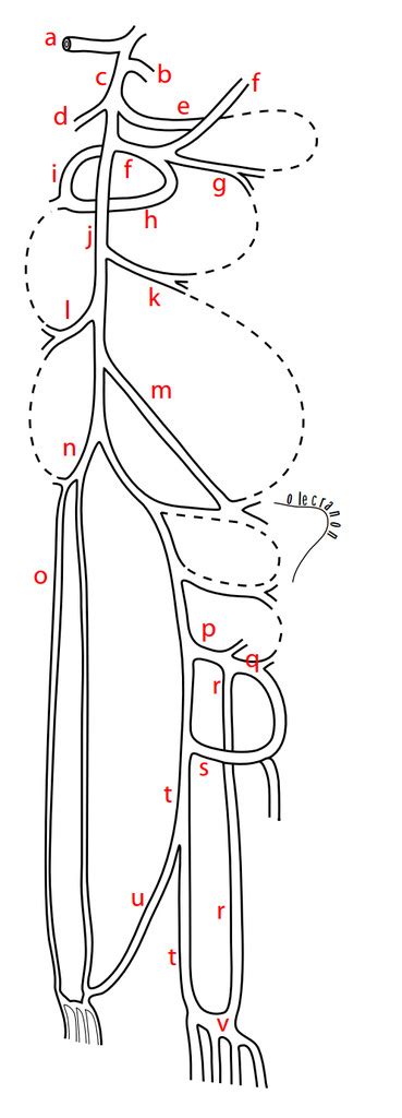 Arteries of the forelimb Diagram | Quizlet