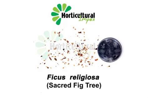 Natural Ficus religiosa (sacred fig tree) Seeds, For Germination ...