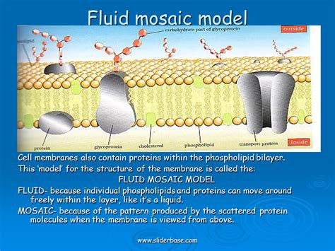 A phospholipid