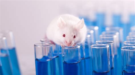 Weighing the Pros and Cons of Using Animals in Research - Opinion Front