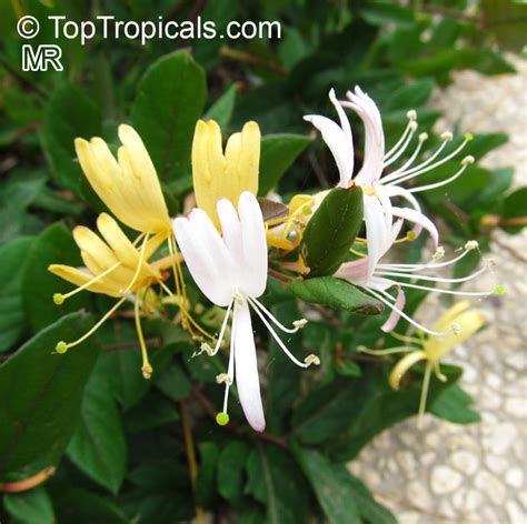 Lonicera sp., Honeysuckle