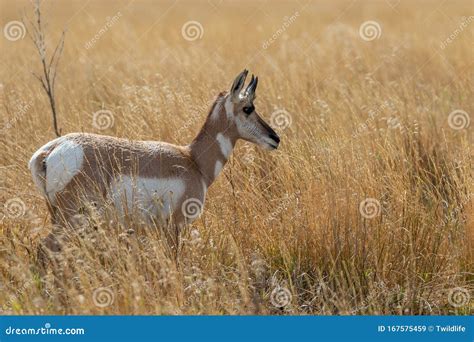 Pronghorn Antelope Doe stock image. Image of wild, mammal - 167575459