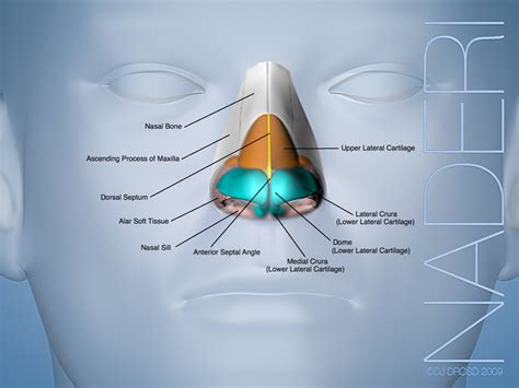 External Nasal Anatomy