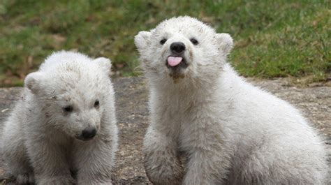 Twin Polar Bear Cubs At Munich Zoo Are The Cutest Things Ever ...