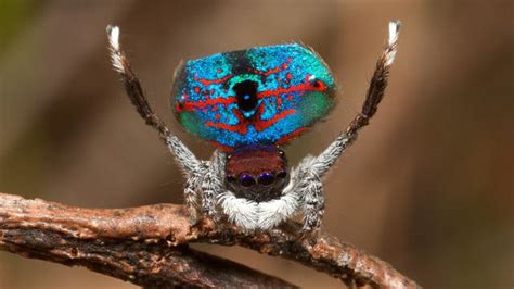 5 Flashy Facts About Peacock Spiders | Mental Floss