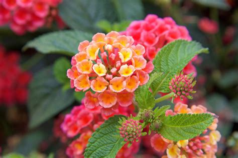 Lantana Plant Care Guide: How to Grow Lantanas - 2022 - MasterClass