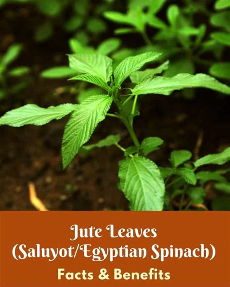 Jute Leaves (Egyptian Spinach) Benefits - Low Carb Africa