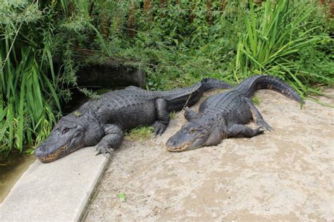 Alligator Tail Crocodile Animal Teeth Stock Photos, Pictures & Royalty-Free Images - iStock