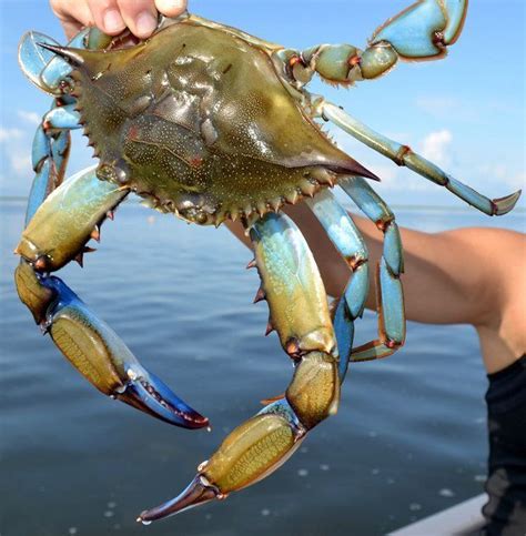 Louisiana crabbing | Crab, Blue crab, Louisiana seafood