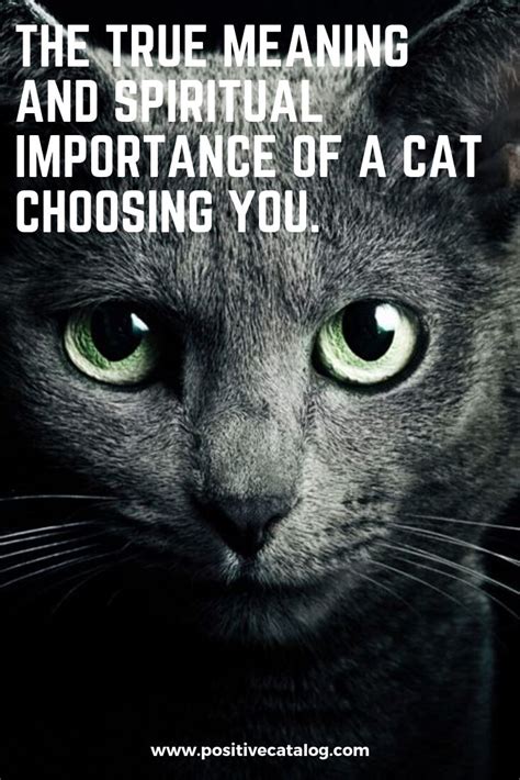 The True Meaning And Spiritual Importance Of A Cat Choosing You ...