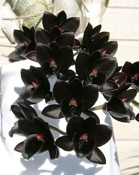 Buy Black Orchid Online | Purchase Black Orchids | Buy Catasetum Online