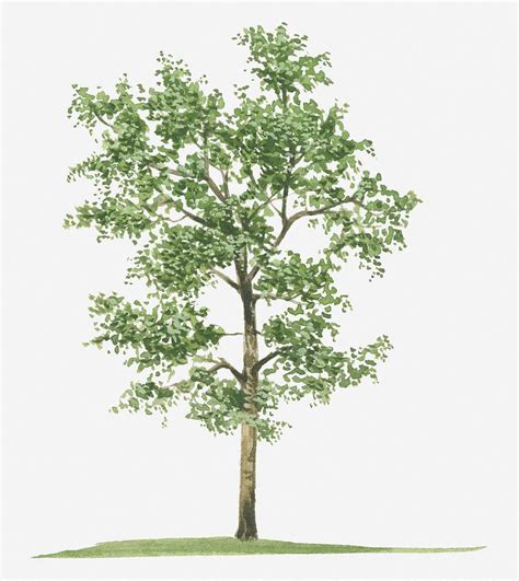 Illustration Of Pterocarpus Santalinus (red Sandalwood) Evergreen Tree ...
