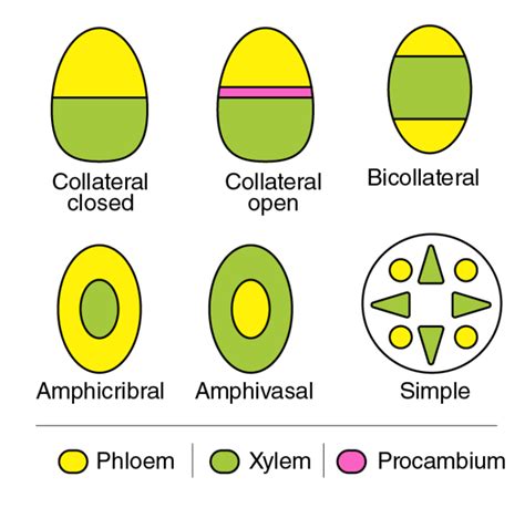 Describe the different types of vascular bundles found in the plants ...