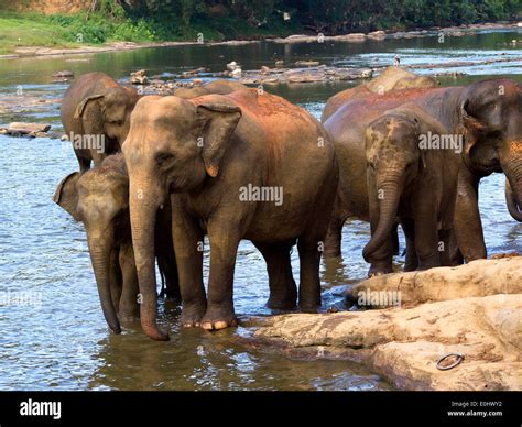 Elephant bathing at the orphanage in Sri Lanka Stock Photo - Alamy