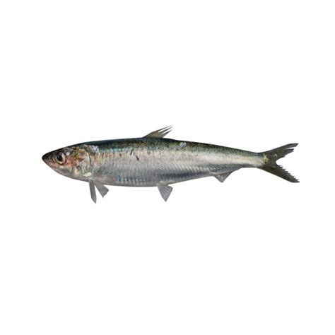 European pilchard - Alchetron, The Free Social Encyclopedia