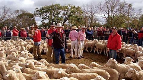 Sheep meat production and exports to decline in 2015 after two years of ...