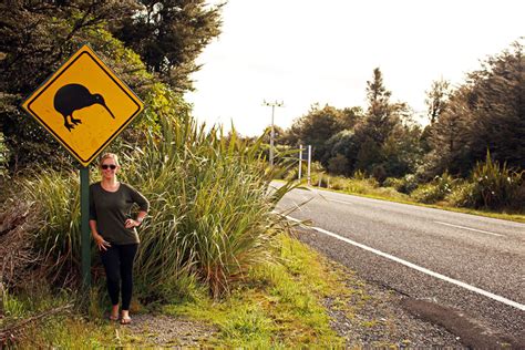 New Zealand Wildlife 5 Epic & Ethical Encounters | Wandering On