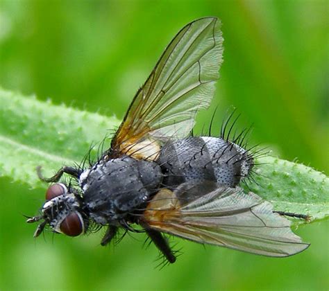 Tachinid Fly - Life and Opinions - Life and Opinions