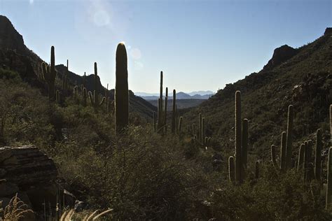 Sonora Desert Archives - Andrea Gibbons