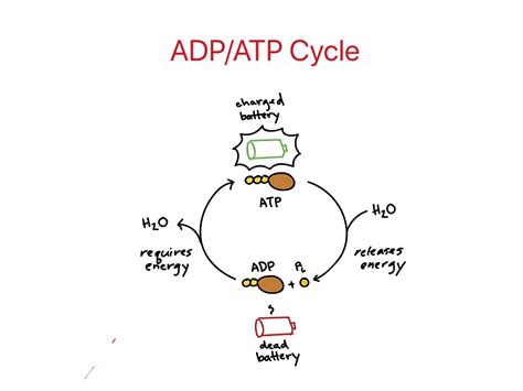 ADP/ATP Cycle | Science | ShowMe