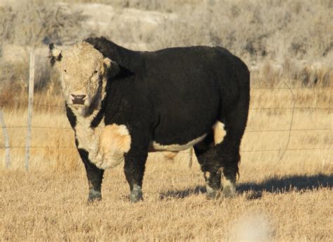 Why Black | JO BULLS – Johansen Black Herefords