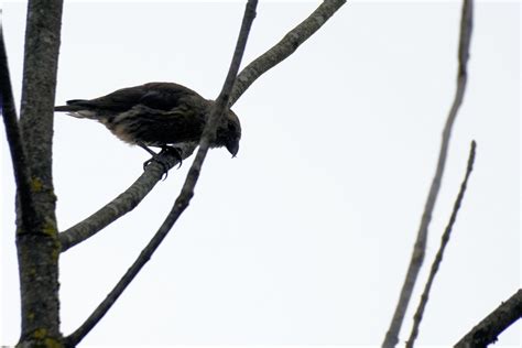 eBird Checklist - 16 Sep 2023 - Schlitz Audubon Nature Center, Bayside ...