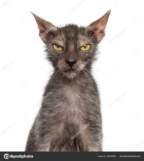 Lykoi cat, also called the Werewolf cat against white background Stock ...