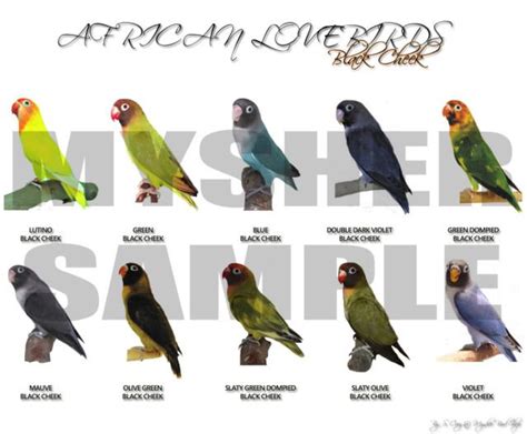 Lovebird Dark Green Perso | Love Bird Mantap