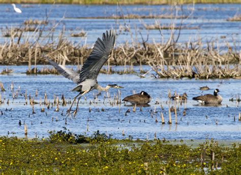 Wildlife on the Marsh