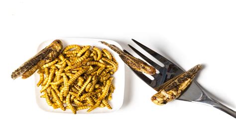 FAO highlights possible food safety issues with edible insects - Cloud ...