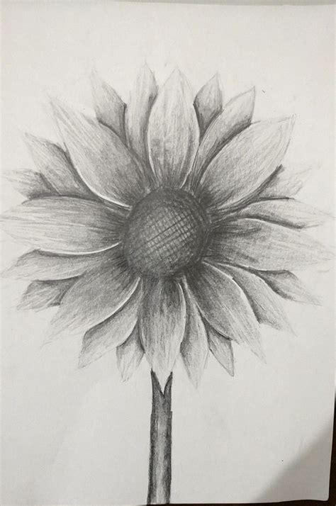 Sunflower in pencil | Sunflower drawing, Flower sketch pencil, Flower art drawing