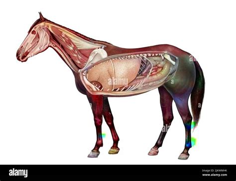 Anatomy of a horse showing the lungs, digestive system Stock Photo - Alamy