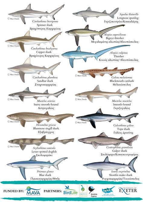 Elasmobranch Field Identification Guide | Enalia Physis