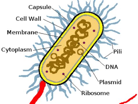 Prokaryotic Cells: Bacterial Cells | Teaching Resources