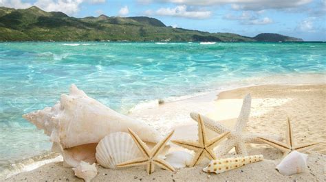 Beach Seashells Wallpaper