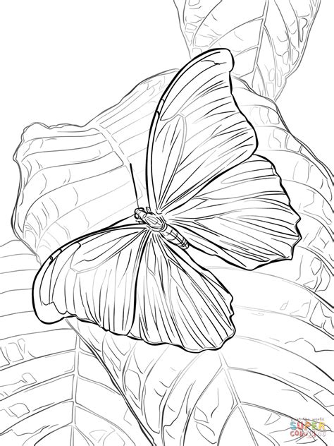 Gambar Blue Morpho Butterfly Coloring Page Black White Tags Pages di ...