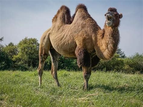 There are two types of camels. Dromedary camels — the kind with one ...