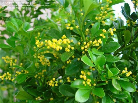 PlantFiles Pictures: Aglaia Species, Chinese Perfume Plant, Chinese ...