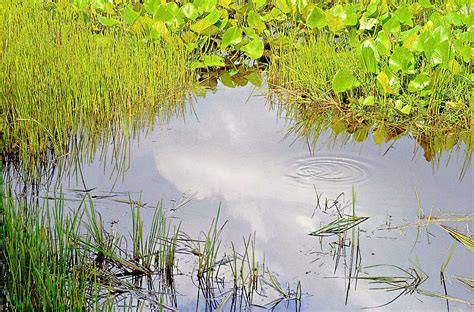 Pond Ripples Painting - Pond Ripples Fine Art Print