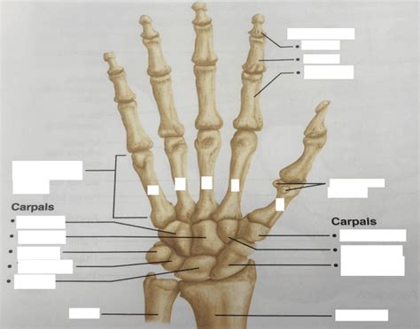 Bone Anatomy of Hand Quiz